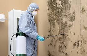 Best Mold Removal for HVAC Installations in USA